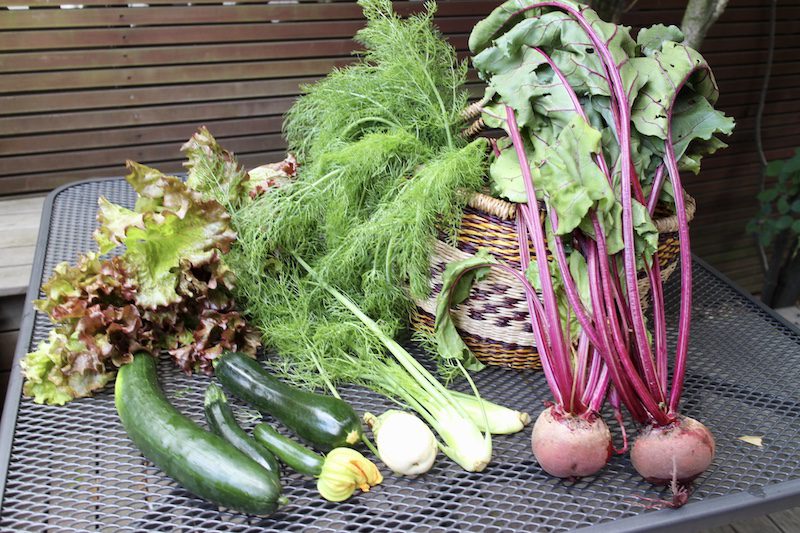 収穫した野菜 おすそわけ
ズッキーニ、きゅうり、赤カブ、フェンネル、レタス
