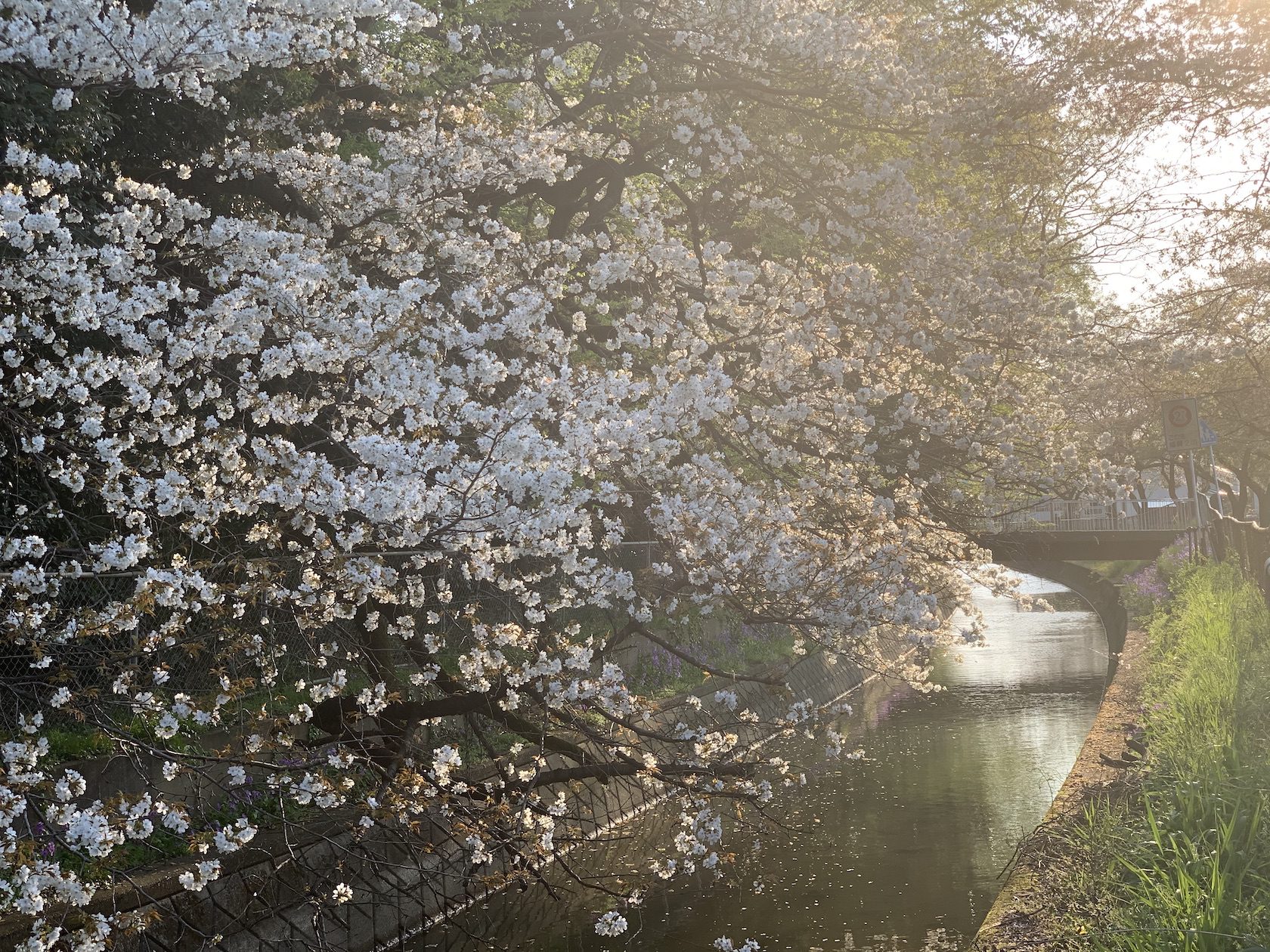 見沼用水路の桜並木
