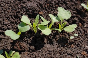 体験農園で育てている水菜の新芽